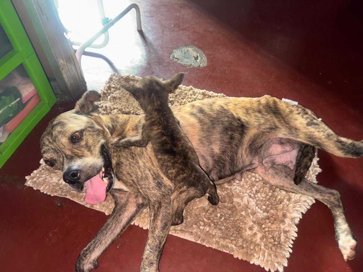 En Cariari rescatan a perrita desnutrida y su único cachorro que sobrevivió