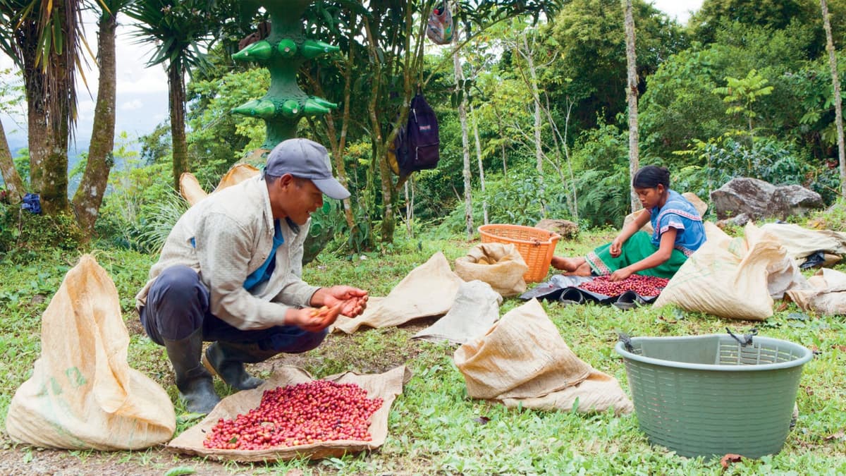 Cultivo de café