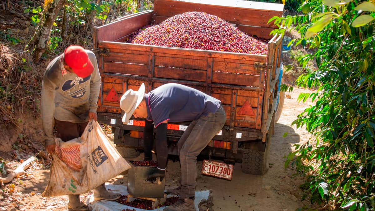 De Los Santos a China: café costarricense se cotiza en $351 por kilo