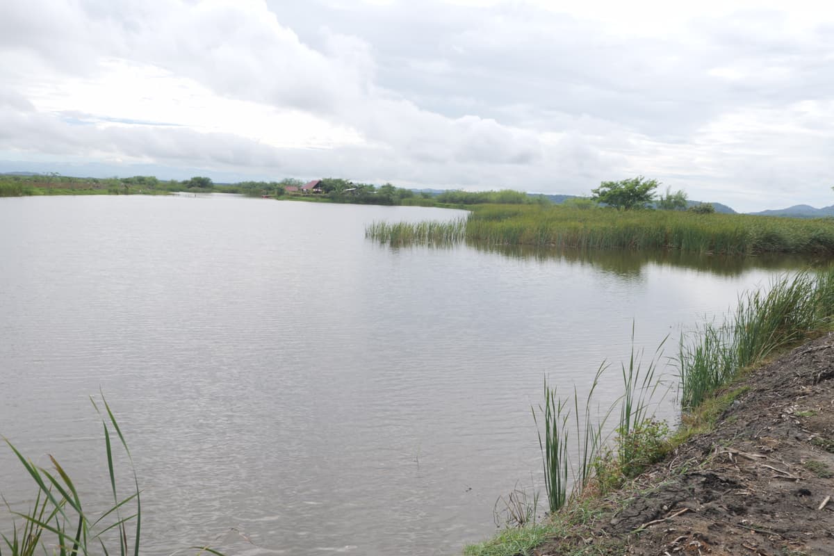 En el Tempisque, mantener agua en los humedales es un trabajo que vuelve a empezar cada año