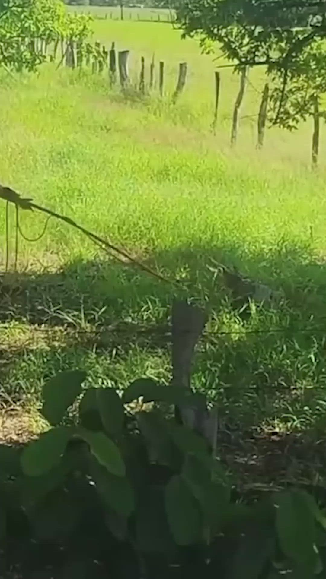 video-0-y1h4y