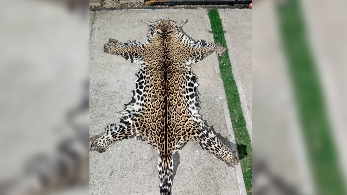 Crimen organizado usa trasiego de fauna y flora para diversificar ganancias