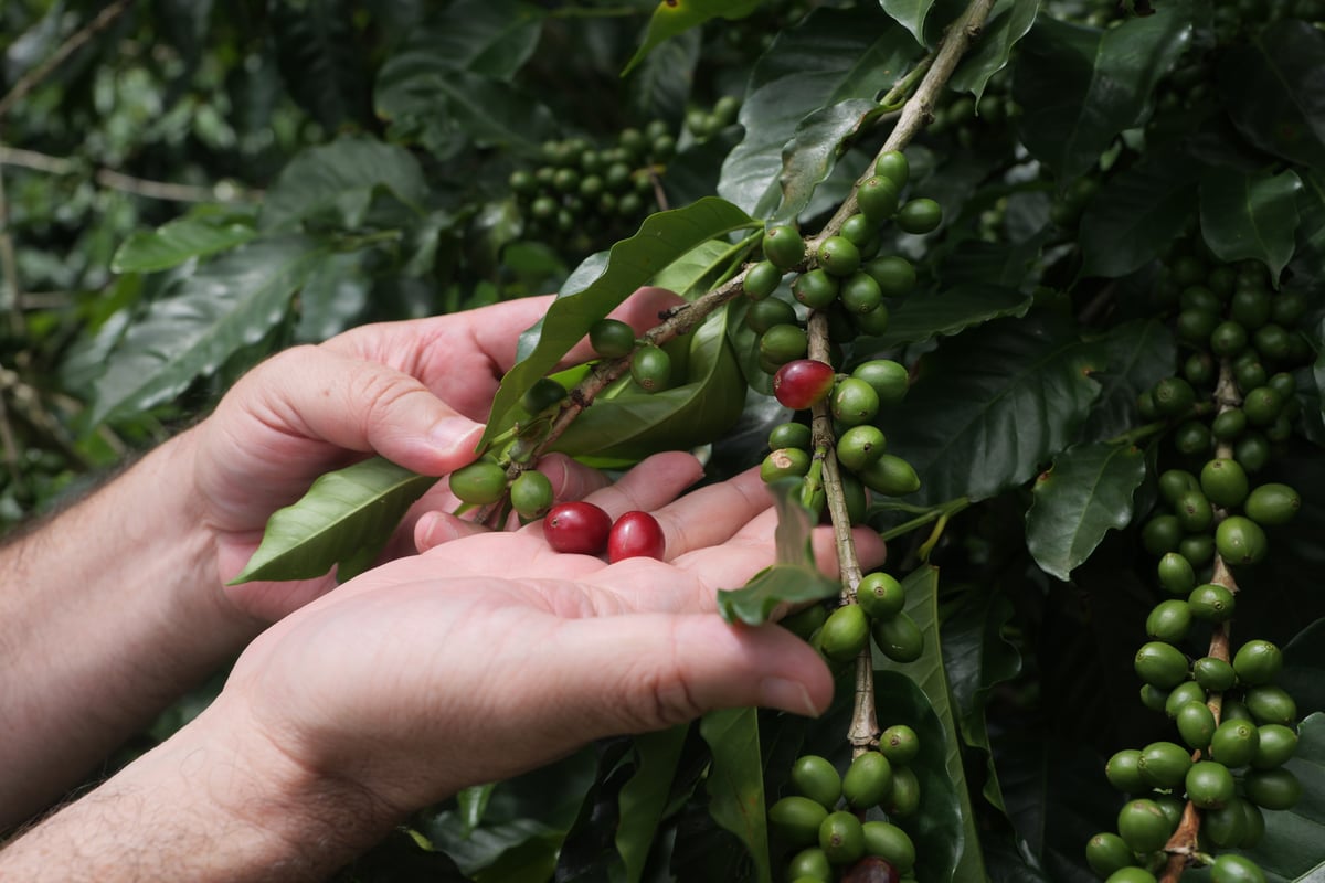 Café perdió miles de hectáreas y productores en los últimos 20 años