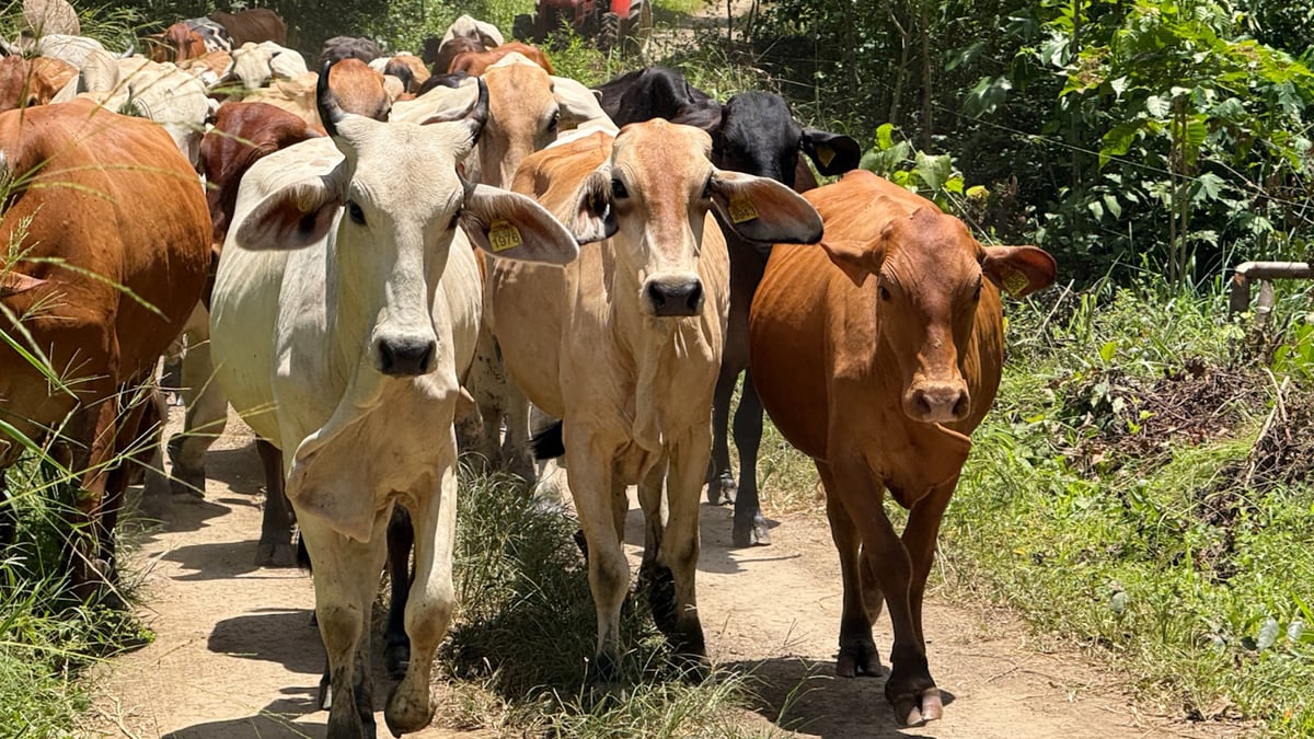 Ganaderos venden sus animales para afrontar El Niño