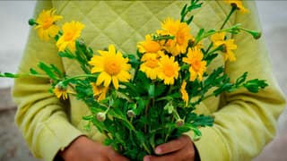 Las flores amarillas se convirtieron en un símbolo de afecto y una tradición popular cada 21 de septiembre, impulsada por la telenovela argentina “Floricienta” y las redes sociales.