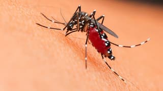 mosquito-zancudo-dengue malaria