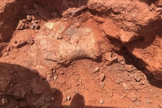 Científicos descubren un dinosaurio que vivió hace 210 millones de años en África