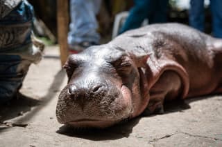 Los hipopótamos de Pablo Escobar se convirtieron en especie invasora de la zona.