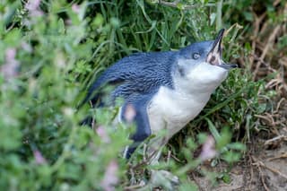 Australia inicia vacunación inédita de pingüinos azules contra gripe aviar