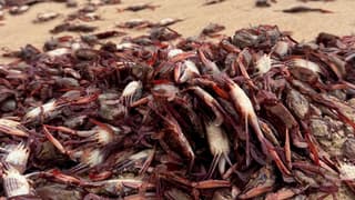 Efectos de El Niño estarían vinculados con muerte masiva de cangrejos