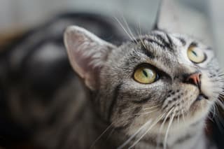 Leucemia felina puede avanzar sin signos evidentes: ¿cómo proteger a los gatos?