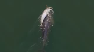 Fraggle, la madre delfín cargando a su cría. Geographe Marine Research.