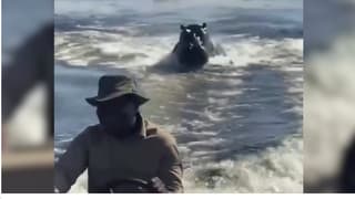 (Video) Hipopótamo enfurecido persiguió lancha de turistas en Botsuana