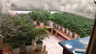 (Fotos) Descubren laboratorio de marihuana en casa luego de denuncias