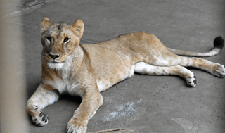 Tres leonas mueren en zoológico de Tokio por golpe de calor