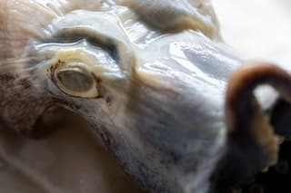 El pulpo azul que sorprendió a la ciencia vuelve a casa en Galápagos
