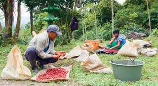 Productores de café.