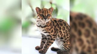 El gato tilcayo fue identificado como una nueva especie de felino en los bosques nublados de los Yungas, en Bolivia