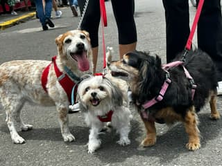 Marcha perros