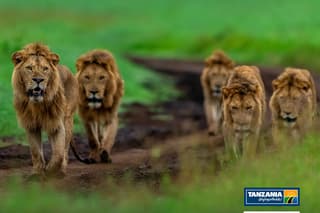 Diez leones mueren por aparente envenenamiento en una reserva natural de Tanzania