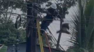 Video en redes sociales del rescate de un perezoso en San Carlos.