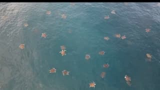 (Video) “Parecen estrellas”: el impresionante espectáculo de la primera arribada de tortugas a Ostional
