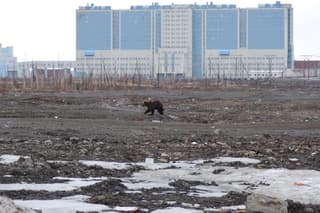 Ataques de osos en Siberia dejan seis muertos en un mes