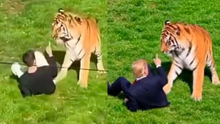 (Video) Trump se mofa de ataque mortal de tigre con video de IA