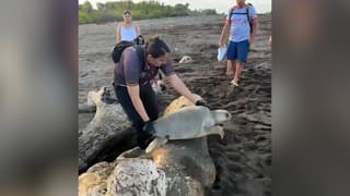 (Video) Así rescataron a tortugas atrapadas en Ostional