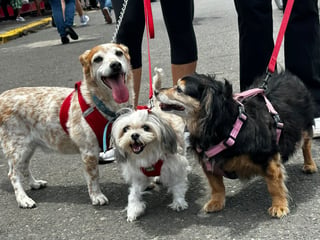 Autoridades piden no llevar mascotas a la romería