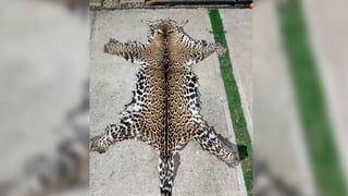 Crimen organizado usa trasiego de fauna y flora para diversificar ganancias