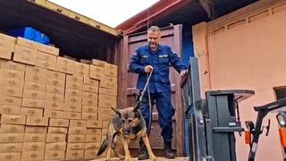 Decomisan 43 kilos de cocaína ocultos dentro de contenedor en Heredia