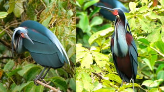 Unas mil garzas agamí encuentran refugio en finca de Guatuso
