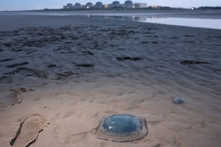 Medusas obligan a empresa francesa de electricidad a detener tres reactores nucleares