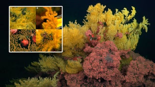 Nueva especie de coral descubierta cerca de la Isla del Coco