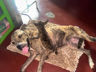 En Cariari rescatan a perrita desnutrida y su único cachorro que sobrevivió