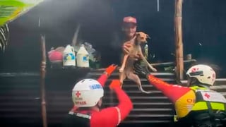 (Video) Cruzrojistas rescatan a perritos atrapados en inundaciones