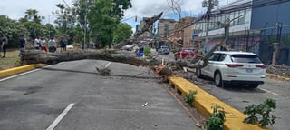 Árbol cae sobre carro y bloquea dos carriles en La Sabana