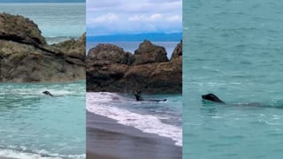 Solo y muy lejos de casa: león marino sorprendió a turistas en Osa ¡Vea el video!