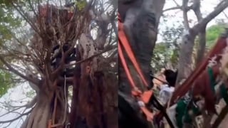 (Video) Policía encuentra búnker de drogas construido sobre un árbol