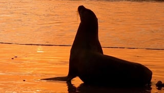(Fotos y video) Las espectaculares imágenes de un lobo marino en Flamingo