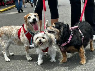 Convocan a marcha por los derechos de los animales este domingo