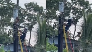 (Video) Lanzan a perezoso desde gran altura para evitar que se electrocute
