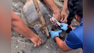 (Video) Rescatan tortuga con collar de plástico en el cuello