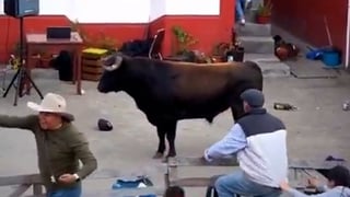 (Video) Toro escapa del redondel y pone a correr a todo un pueblo en Ecuador