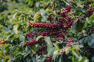 Cambio climático amenaza sobrevivencia del café en Costa Rica