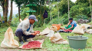 Cultivo de café