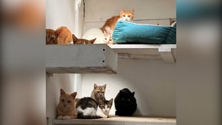 (Video) Así encontraron a los 22 gatos que vivían con hombre que atacó a veterinaria