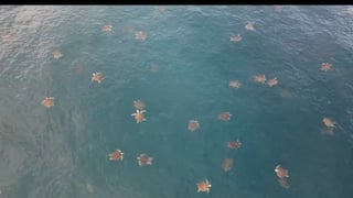 (Video) “Parecen estrellas”: el impresionante espectáculo de la primera arribada de tortugas a Ostional