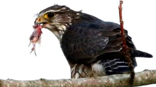 Aves en humedal de Coris